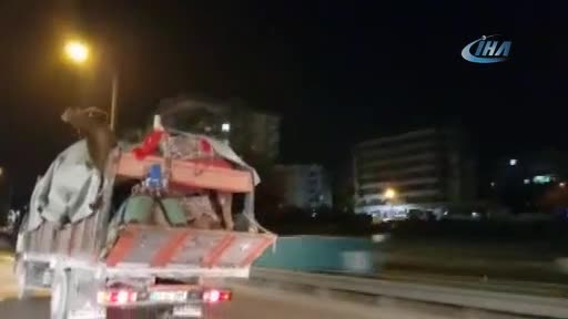 Bursa'da şaşırtan 3 develi yolculuk!