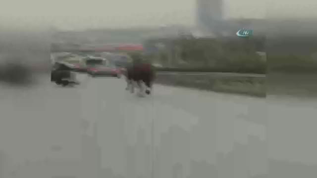 E-5'te dört nala koşan at!