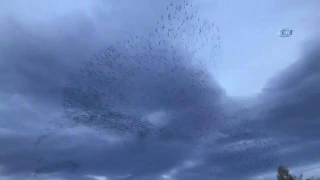 Sığırcıkların dansı hayran bıraktı