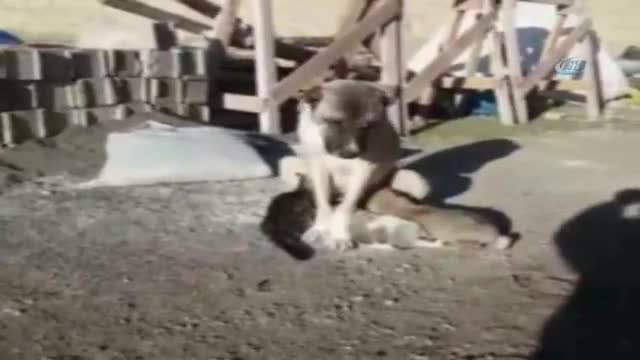Kangal köpeği yavru kediye annelik yapıyor