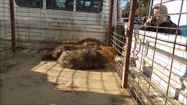 Bursa'da gölete düşen çakallar için kurtarma operasyonu