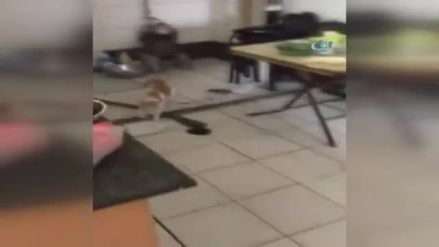 Bu kez fare kediyi kovaladı