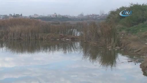 Yüzlerce at ve eşek kemikleri bulundu