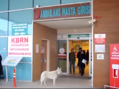Bursa'da sadık köpek acil kapısında sahibini böyle bekledi