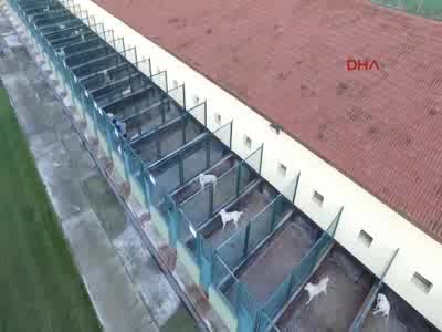Bursa'da bu köpekleri almak isteyenlere 7 ay bekliyor!
