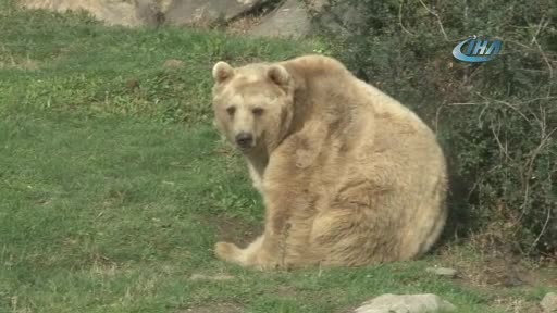 Bursa'da ayılar kış uykusuna yatmayı unuttu