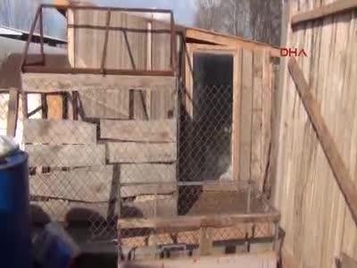 Bursa'da yavru köpeklerini çalanı bulana arabasını hediye edecek