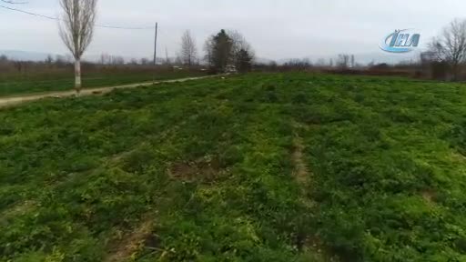Bursa'da kereviz para etmeyince tarlada kaldı
