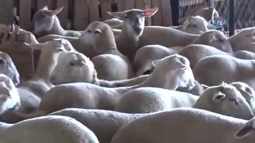 Bursa'da koyunlara ultrasonlu doğum gebeliği kontrolü