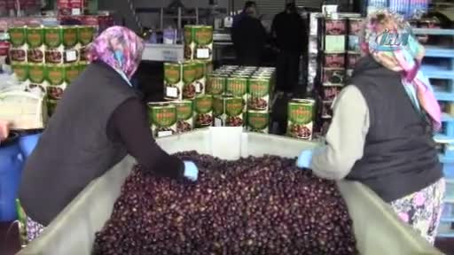 Bursa'da zayıflatan "eşek" zeytini el yakıyor