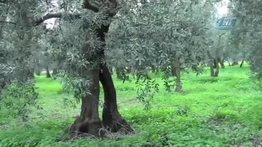 Define aradılar! Bursa'da zeytin tarlasında 2 metre derinliğinde çukur