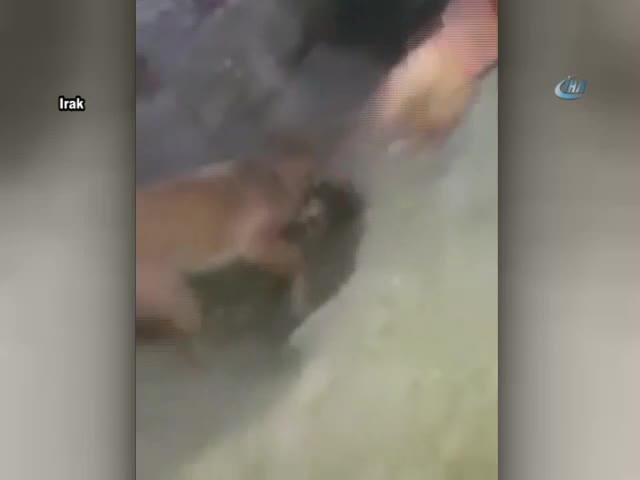 Toprak altında kalan yavrularını kurtarmayı başardı