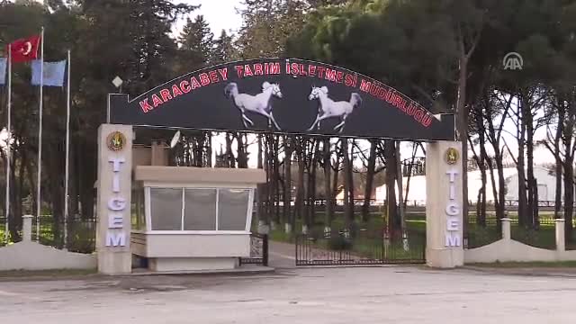 Baba Mevlüt, Bursa TİGEM'in aygır kadrosuna dahil edildi