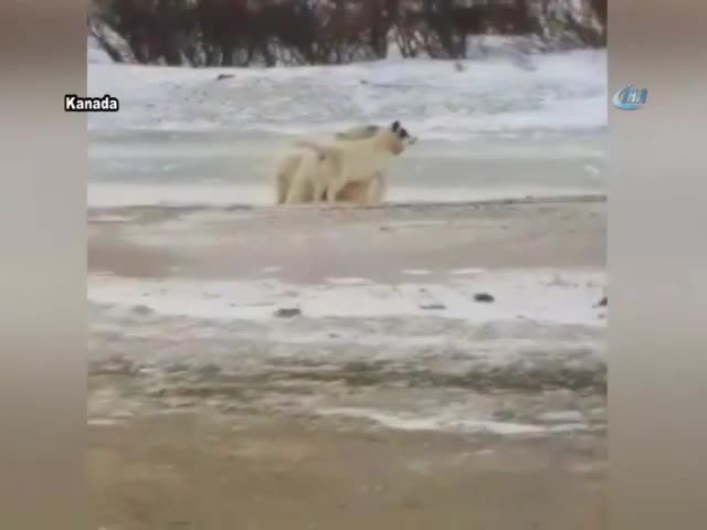 Ayının oyun arkadaşı bir köpek!