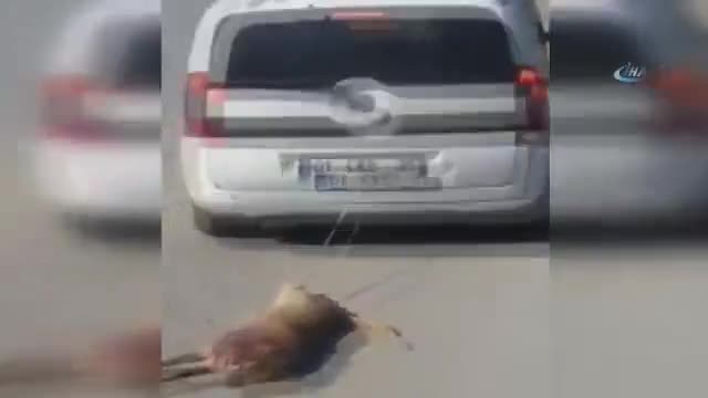 Tam anlamıyla 'canilik'
