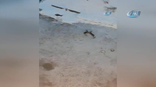 Tavşanların kavgası kameralara takıldı