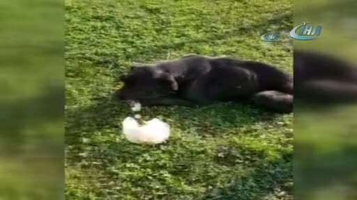 Büyük vicdansızlık! Köpeğin bağırsaklarını...