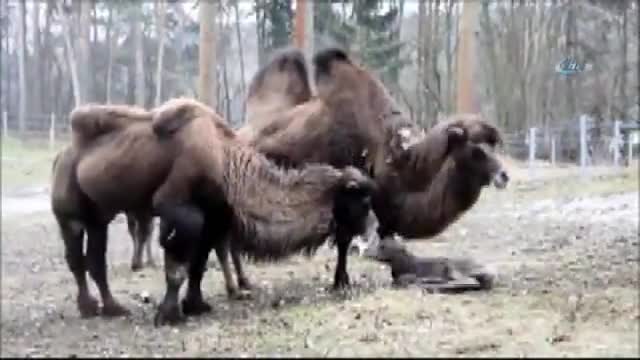 Yavru devenin ayağa kalkma mücadelesi