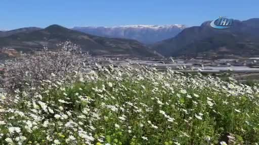 İlk cemre düştü! Antalya'ya bahar geldi