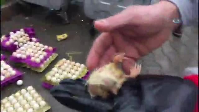 Çöpe atılan yumurtalardan civciv çıktı