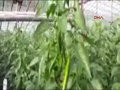 Dikkat çekmek isteyen 19 yıllık öğretmen açığa alındı