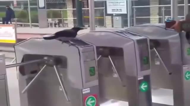 Kabadayı karga geçişe izin vermedi