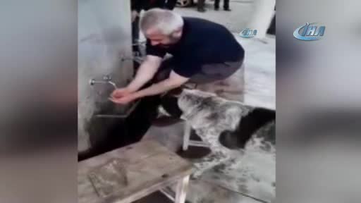 Abdest alırken elleriyle köpeğe su içirdi