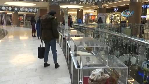 2 milyar yıllık fosil Nevşehir'de sergileniyor