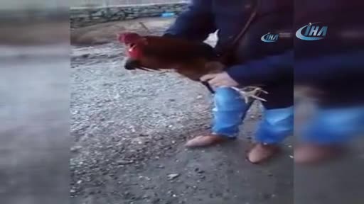 Bıçağı gören horoz 'anne' deyince kurtuldu