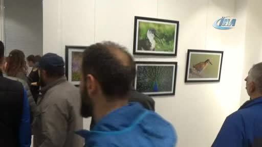 Bursa'da, görülen ve nadir görülen kuşlar sergisi