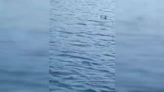 Balıkçılar ne olduğuna anlam veremedi