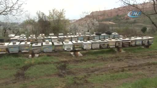 Bursa'da çamur yağdı, milyonlarca arı öldü