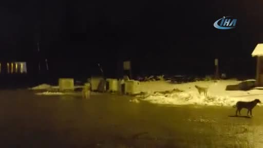 Bursa'da kış uykusundan uyandığına pişman oldu