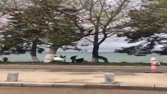Bursa'da Büyükşehir'den bir ağaç katliamı daha!
