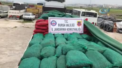 Bursa'da 30 ton kaçak midye ele geçirildi!
