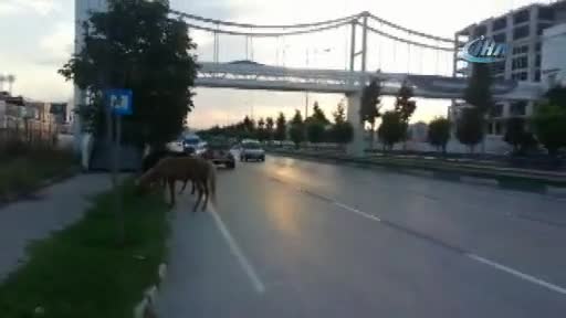 Bursa'da ana yola çıkan atlar trafiği tehlikeye soktu