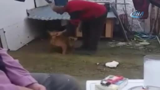 Komutlarına uymayan köpeğini tokat yağmuruna tuttu