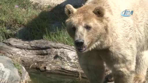 Bursa'da sıcaktan bunalan ayıların buzlu meyve keyfi
