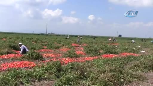 Bursa Karacabey Ovası'nda domates hasadı başladı
