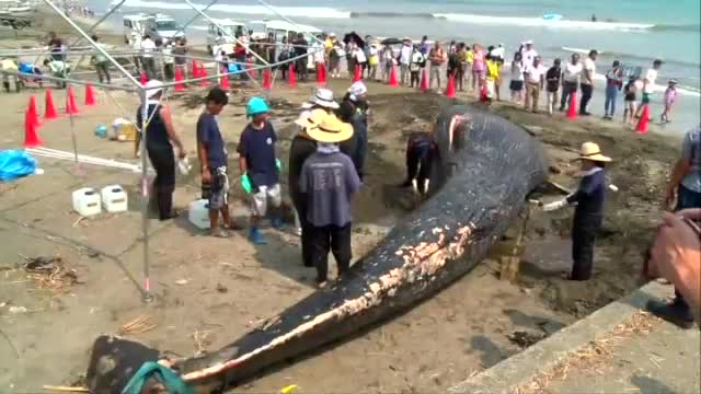 Dev balina Japonya'da karaya vurdu