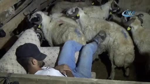 Bursa'da kurbanlıklarla koyun koyuna yatıyorlar