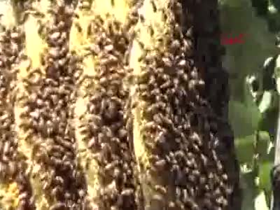 Bursa'da ağaca yuva yapan arılar mahalleliye zor anlar yaşattı