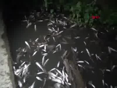Bursa İnegöl'de 'toplu balık ölümü'