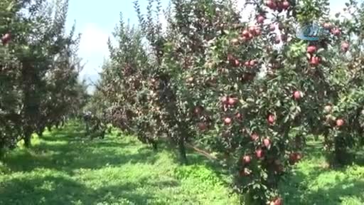 Bursa'da elma hasadı başladı