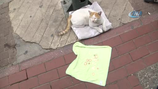 Bursa'da mama için dilenen kedi fenomen oldu