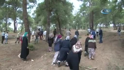 Bursa'da ağaçların tıraşlanmasına köylülerden tepki
