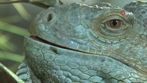 Bursa Hayvanat Bahçesi'ndeki iguananın 47 yavrusu birden oldu
