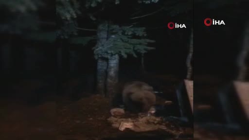 Bursa Uludağ'da aç kalan ayılar yiyecek aramaya çıktı