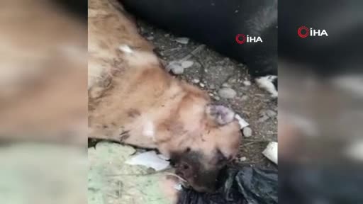 Adana'da ayakları bağlı halde ölmüş iki köpek bulundu