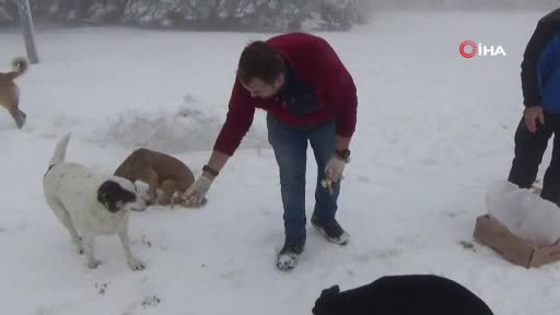 Bursa'da donmak üzere olan köpekleri sobanın yanında ısıtıp etle besliyor